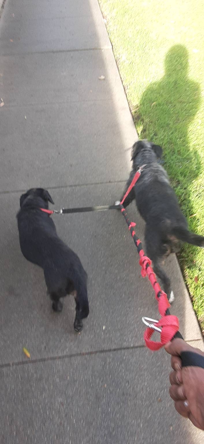 Large breed dog boarding